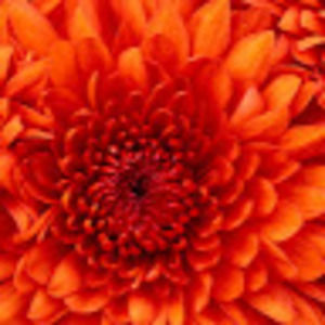 Meet your Posher, Bridget